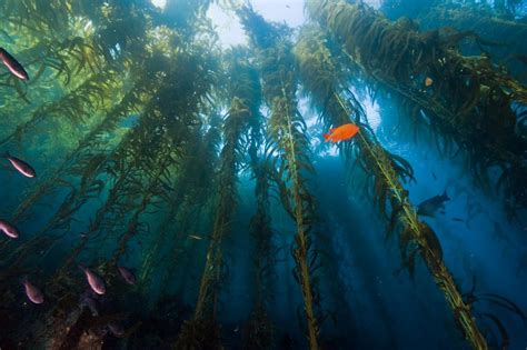 Santa Cruz's Sea of Secrets: The Mystic Seaweed Revelation